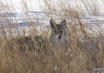 Image showing Prairie Coyote