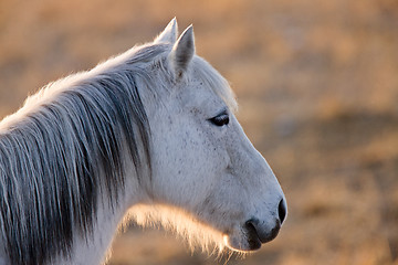 Image showing Horse at sunset