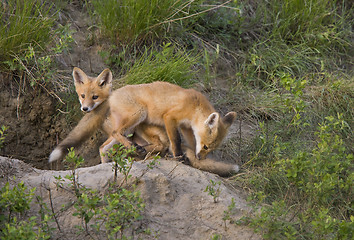 Image showing Young Fox Kit