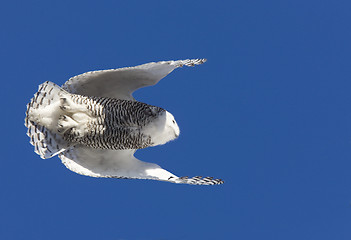 Image showing Snowy Owl in Flight