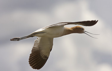 Image showing Avocet in Saskatchewan Canada in flight