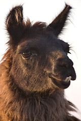 Image showing Llama Alpaca