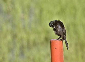 Image showing Blackbird on Post