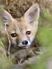 Image showing Young Fox Kit