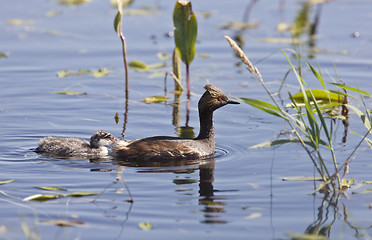 Image showing Grebe with Babies