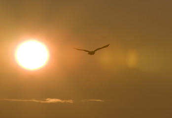 Image showing Snowy Owl in Flight sunset