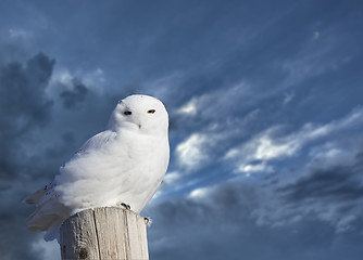 Image showing Snowy Owl Perched