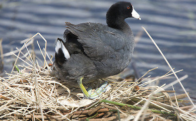 Image showing Coot or Waterhen Sitting on eggs