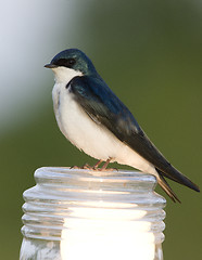 Image showing Tree Swallow