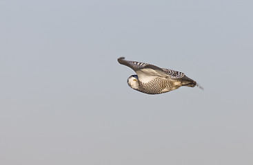 Image showing Snowy Owl in Flight
