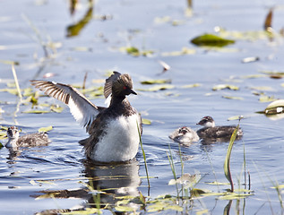 Image showing Grebe with Babies