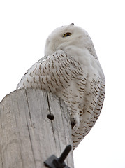 Image showing Snowy Owl Perched