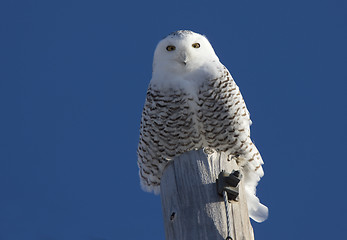 Image showing Snowy Owl Perched