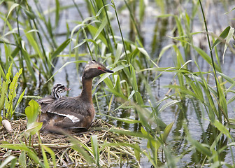 Image showing Horned Grebe and babies