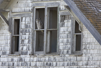 Image showing Abandoned Farm with owl