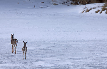 Image showing Doe deers walking on ice