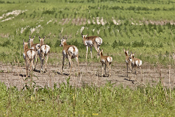 Image showing Pronghorn Antelope With Young