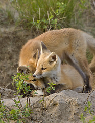 Image showing Young Fox Kit