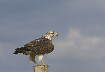 Image showing Ferruginous Hawk perched on Post