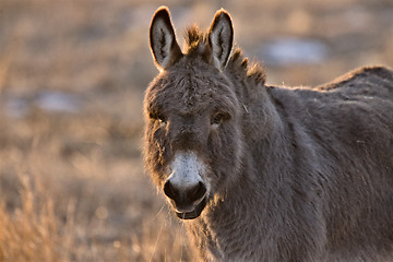 Image showing Donkey aat Sunset