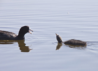 Image showing Coot Waterhen Babies