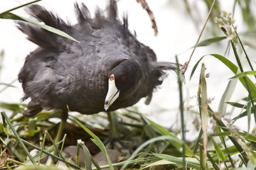 Image showing Waterhen Coot on Nest with Eggs