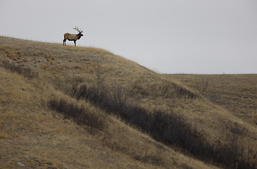 Image showing Bull Elk on Hill