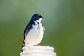 Image showing Tree Swallow