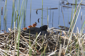 Image showing Coot or Waterhen with babies