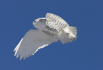 Image showing Snowy Owl in Flight