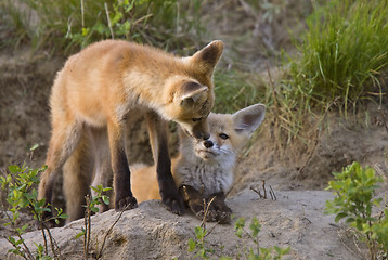 Image showing Young Fox Kit