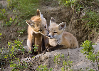 Image showing Young Fox Kit