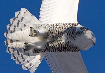 Image showing Snowy Owl in Flight