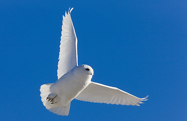 Image showing Snowy Owl in Flight