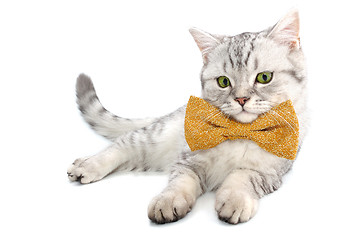 Image showing adorable silver white tabby Scottish cat kitten with bow tie