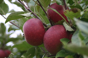 Image showing Red Apples