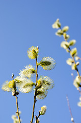 Image showing easter bloom spring pussy-willow sky background 