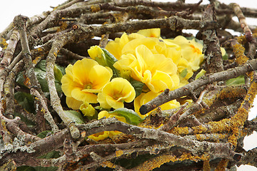 Image showing flowers nest