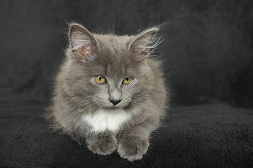 Image showing gray and white kitten close up on a black background