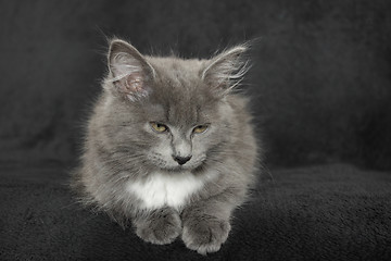 Image showing gray and white kitten close up on a black background