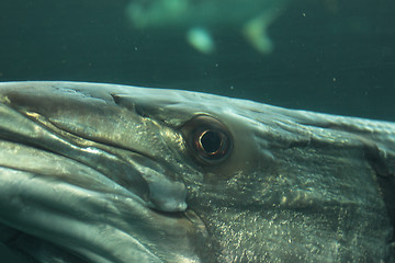 Image showing head of a barracuda in close-up underwater