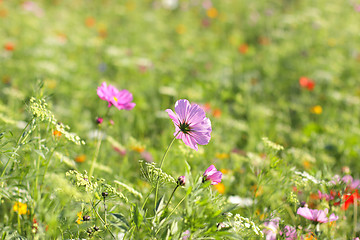 Image showing Colorful flowers, selective focus on pink flower 