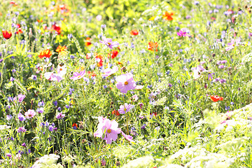 Image showing Colorful flowers, selective focus on pink flower 