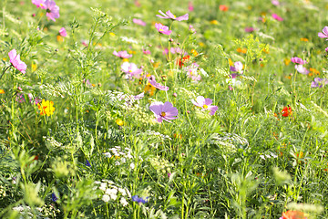 Image showing Colorful flowers, selective focus on pink flower 