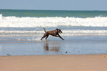 Image showing dog playing ball on the beach in summer