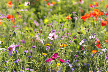 Image showing Colorful flowers, selective focus on pink flower 