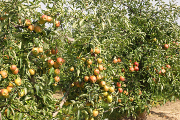 Image showing apple orchard in summer, covered with colorful apples