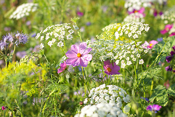 Image showing Colorful flowers, selective focus on pink flower 