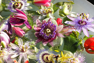 Image showing different colored passionflowers, passion flower, floating on water