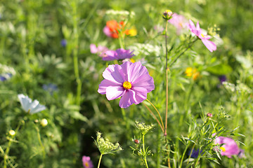 Image showing Colorful flowers, selective focus on pink flower 